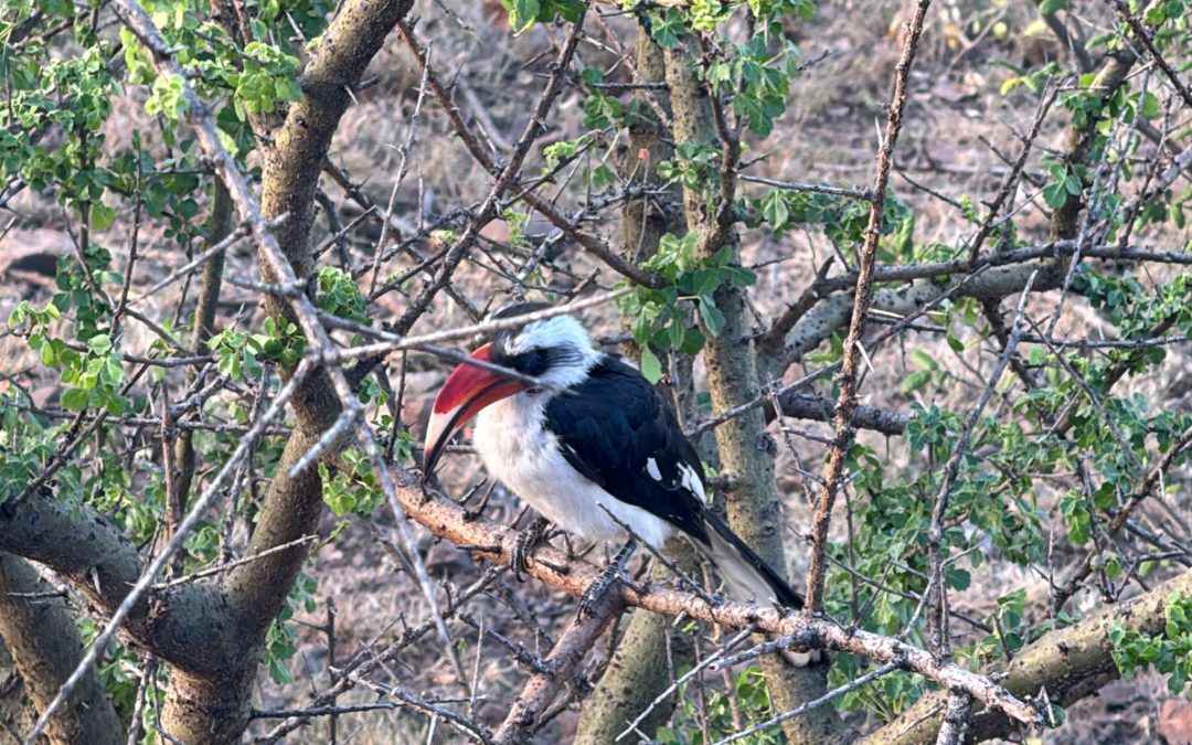 Learning From the Serengeti: Reflections From the Field